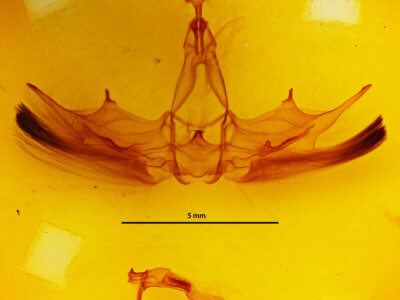 genitalia view of adult Omichlis