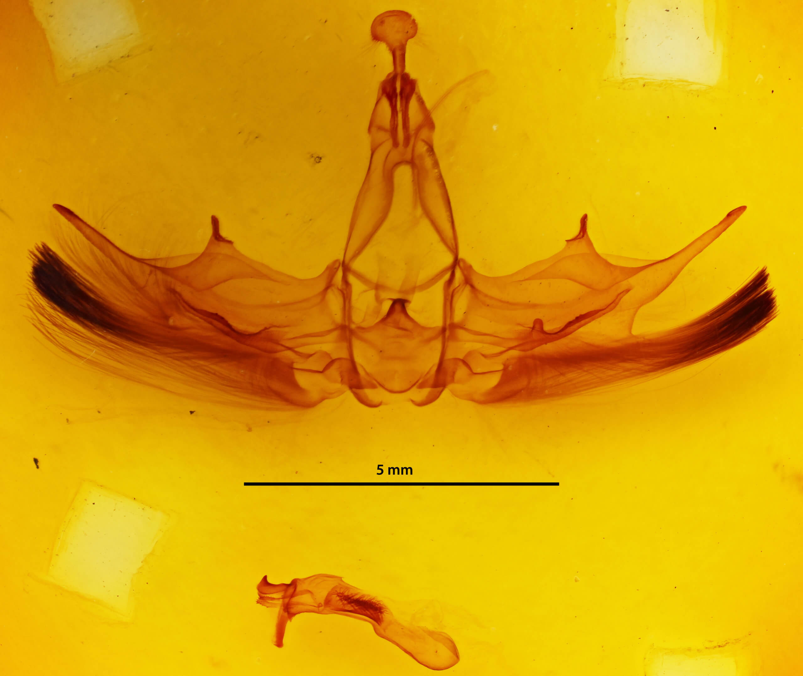 genitalia view of adult Omichlis