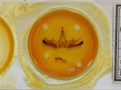 slide view of adult Omichlis