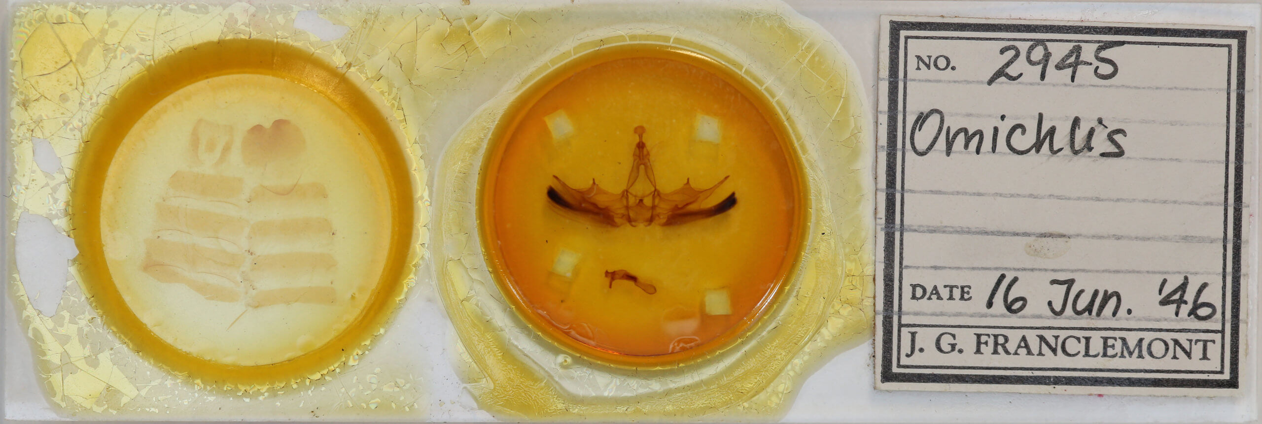 slide view of adult Omichlis