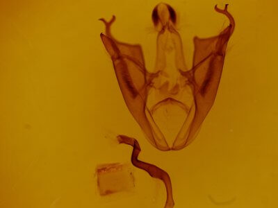 genitalia view of adult Ommatophora luminosa