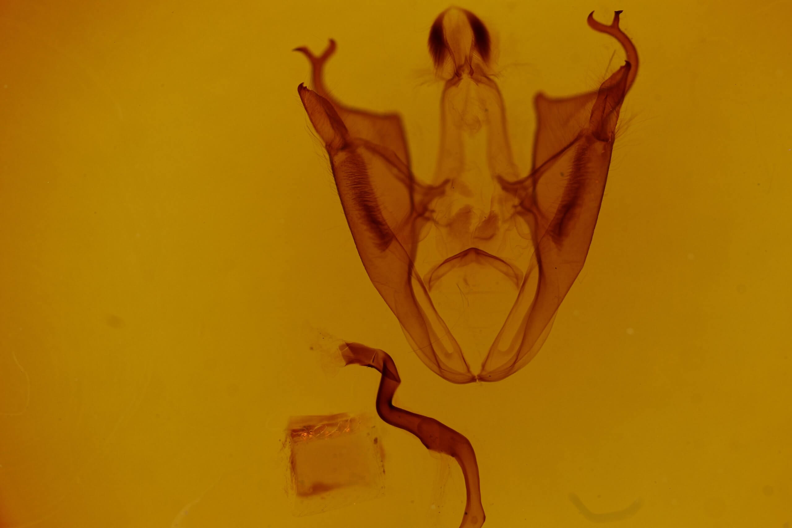 genitalia view of adult Ommatophora luminosa