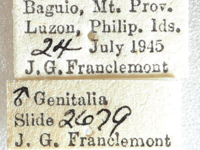 label view of adult Ommatophora luminosa