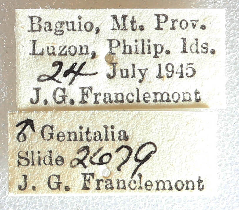 label view of adult Ommatophora luminosa