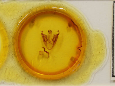 slide view of adult Ommatophora luminosa