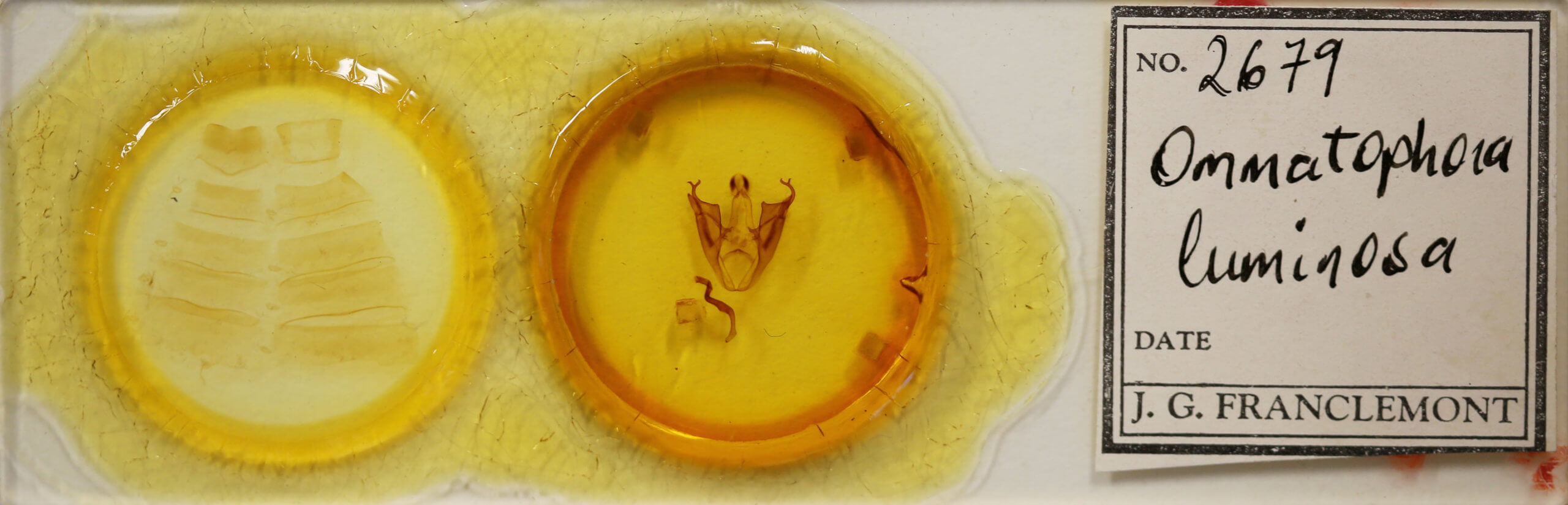 slide view of adult Ommatophora luminosa