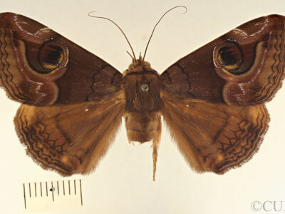 dorsal view of adult Ommatophora luminosa