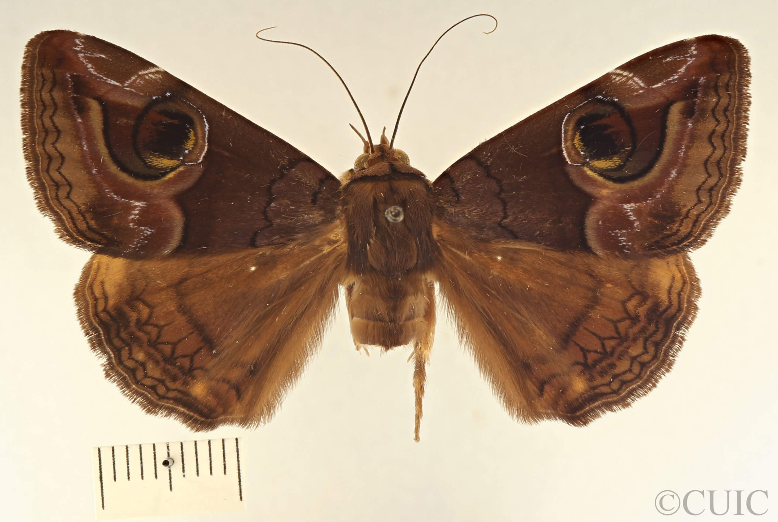 dorsal view of adult Ommatophora luminosa