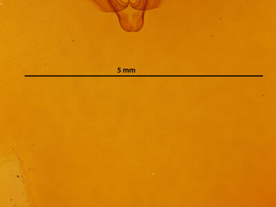 genitalia view of adult Agrotis rileyana