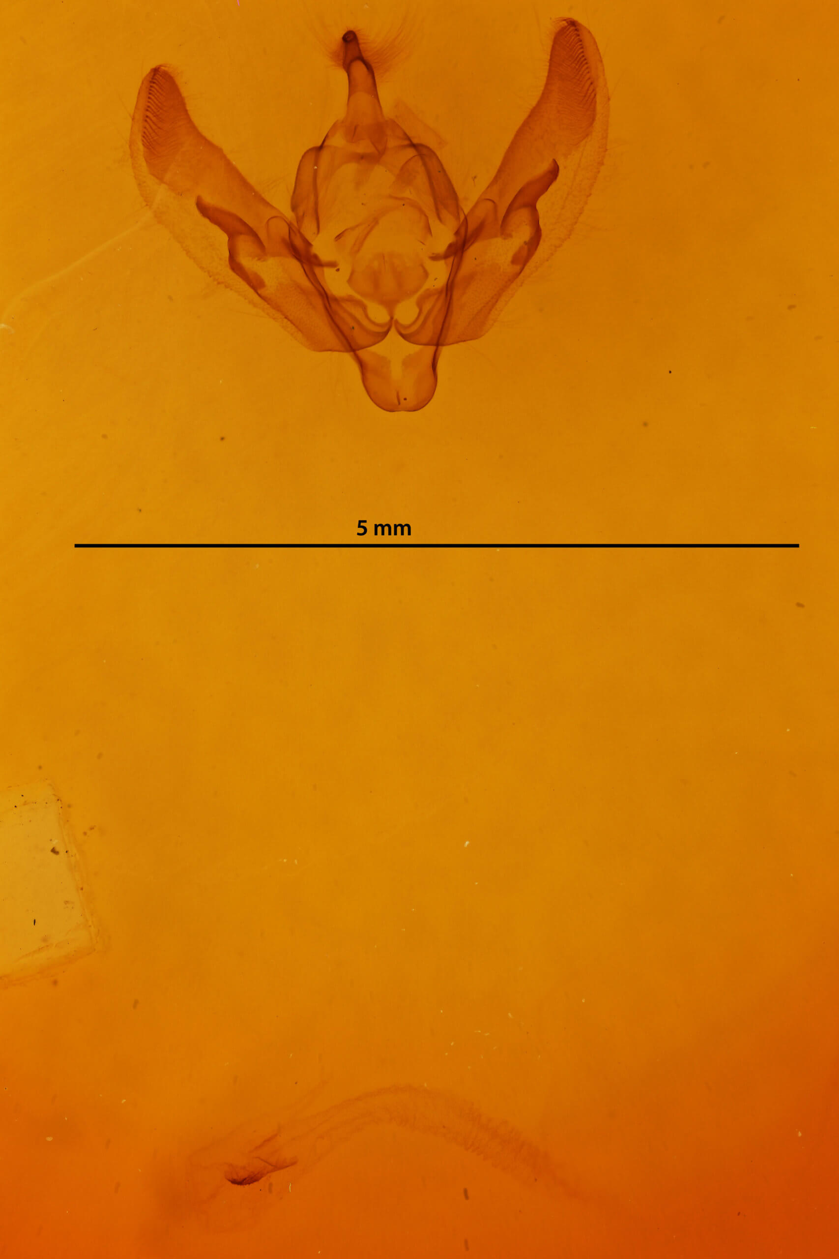 genitalia view of adult Agrotis rileyana