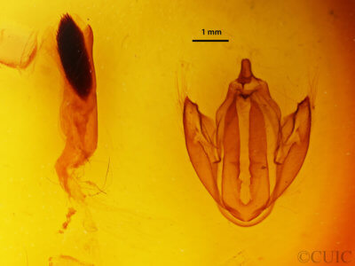 genitalia view of adult Eudocima
