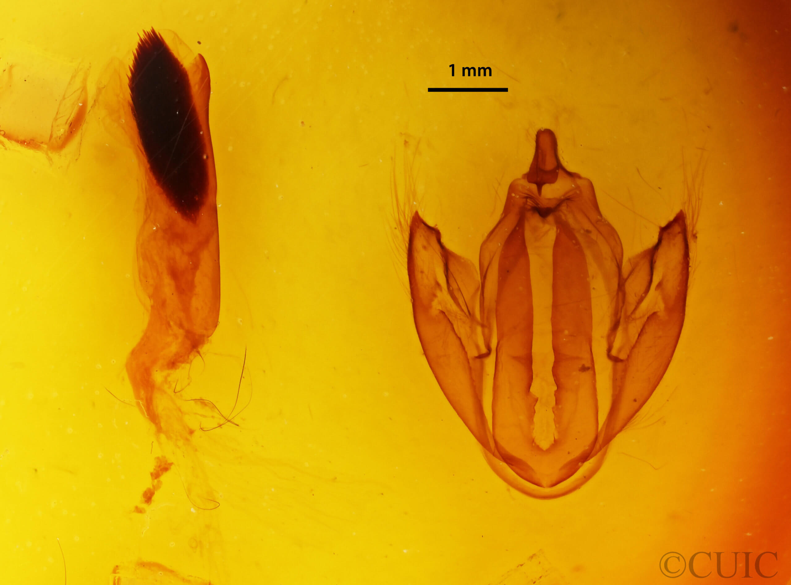 genitalia view of adult Eudocima