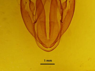 genitalia view of adult Eudocima phalonia