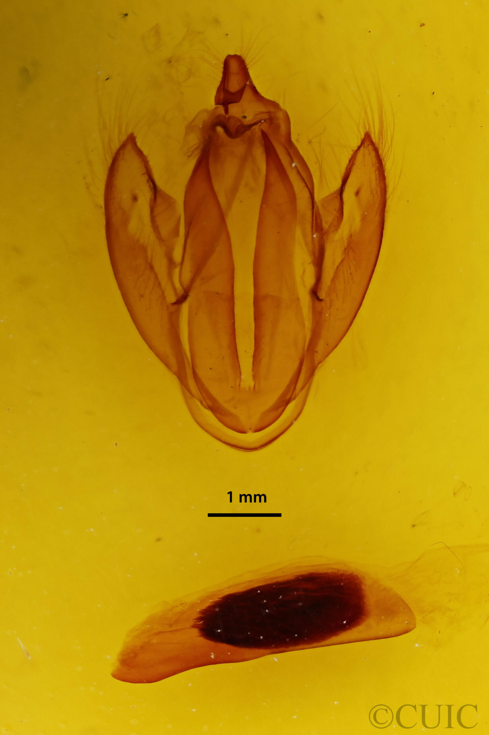 genitalia view of adult Eudocima phalonia