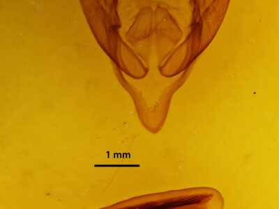genitalia view of adult Eudocima salaminia