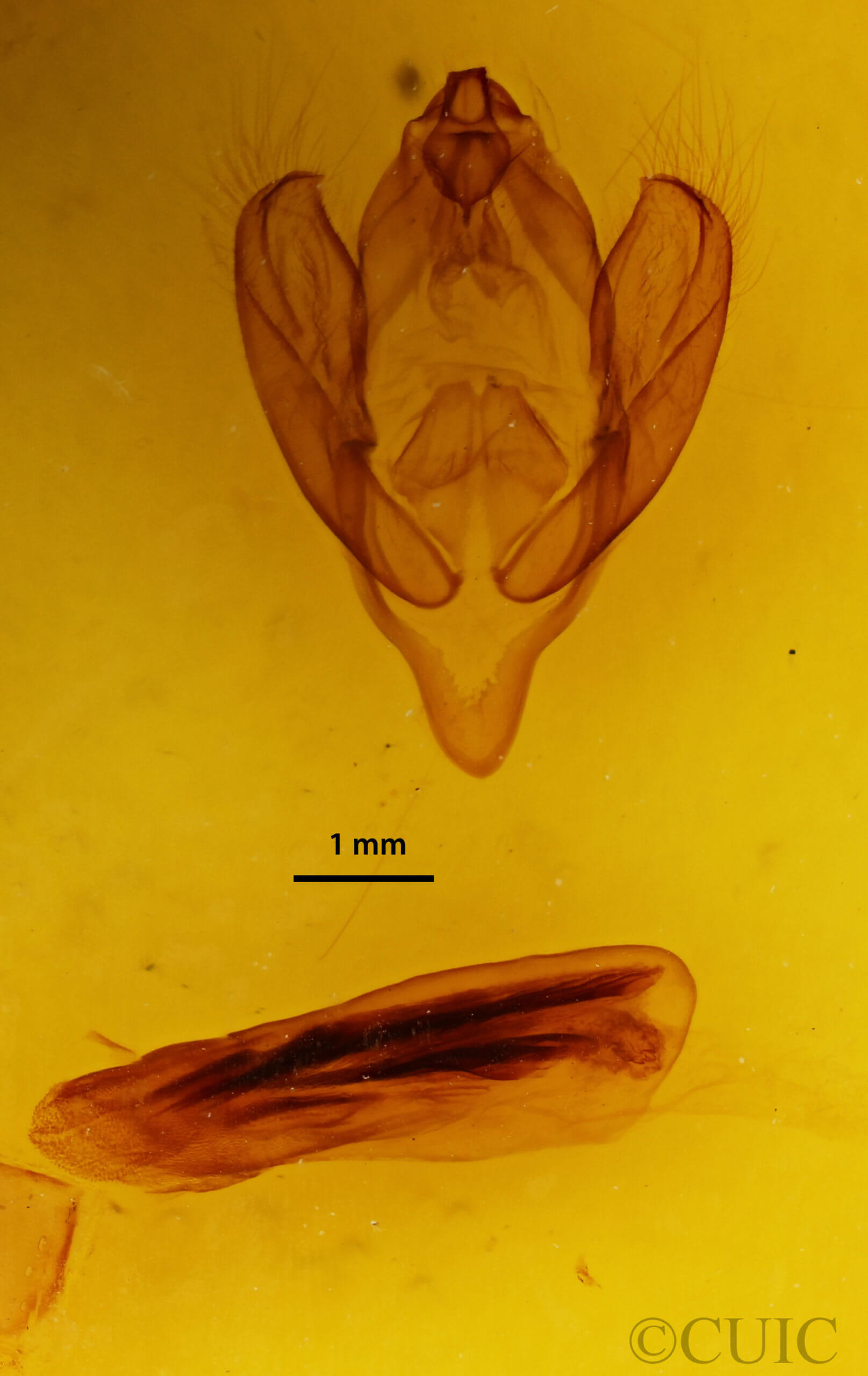 genitalia view of adult Eudocima salaminia
