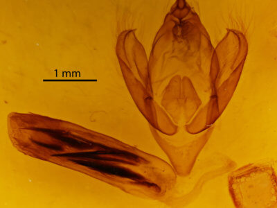genitalia view of adult Eudocima salaminia
