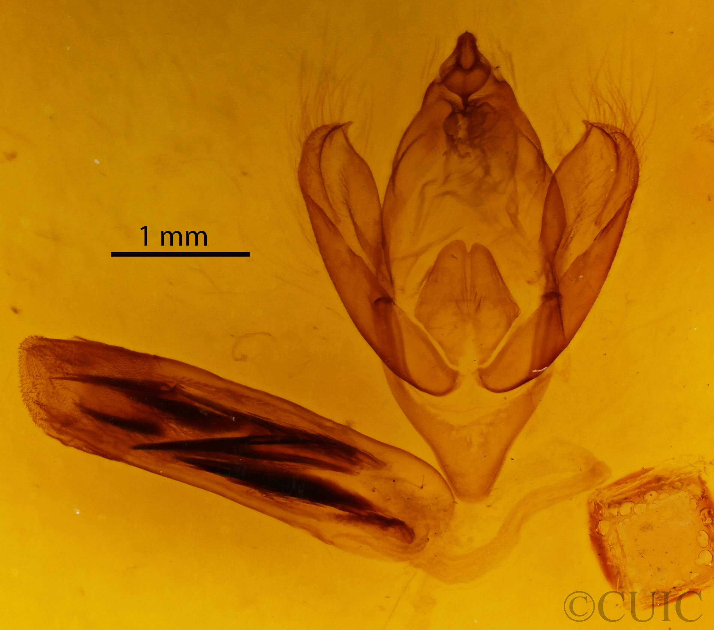 genitalia view of adult Eudocima salaminia