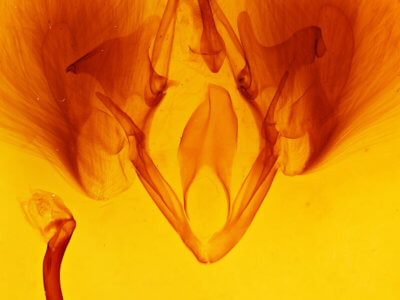 genitalia view of adult Ophisma gravata