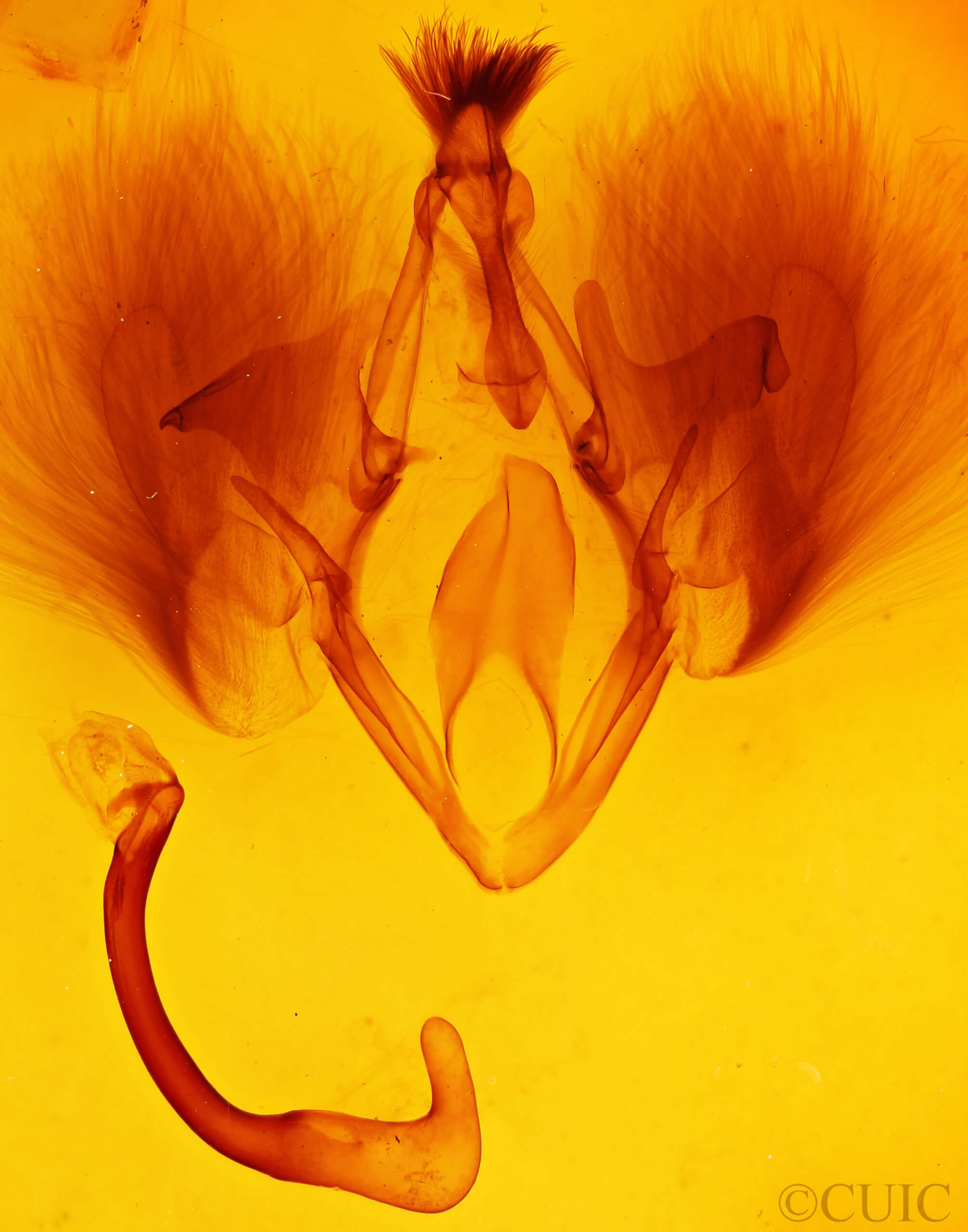 genitalia view of adult Ophisma gravata