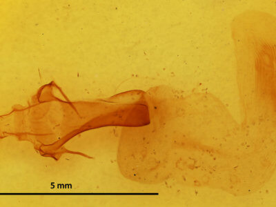 genitalia view of adult Orbona fragariae