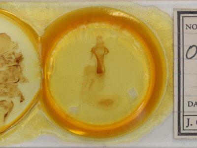 slide view of adult Orbona fragariae