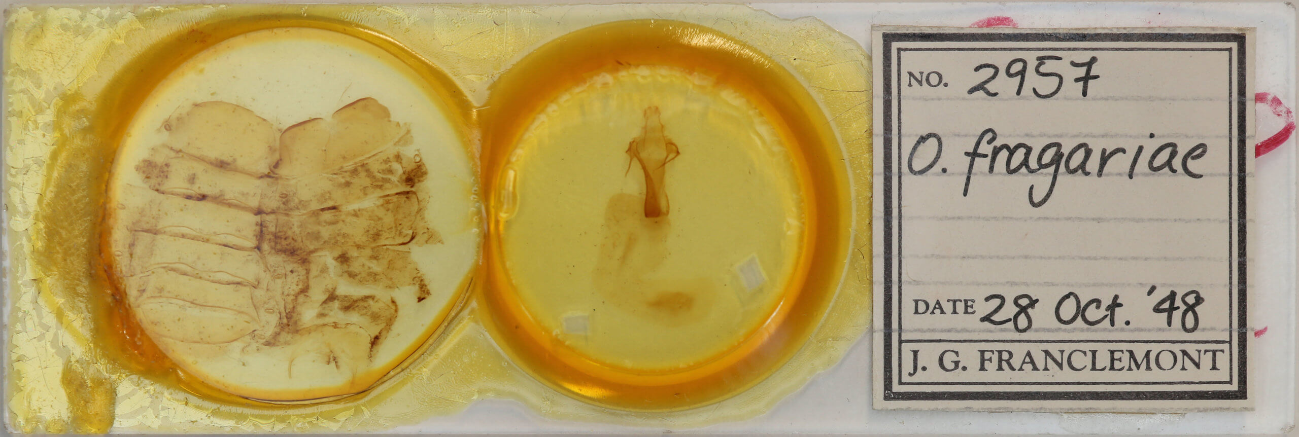 slide view of adult Orbona fragariae