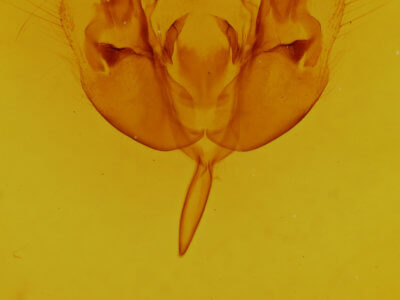 genitalia view of adult Orthosia  alurina