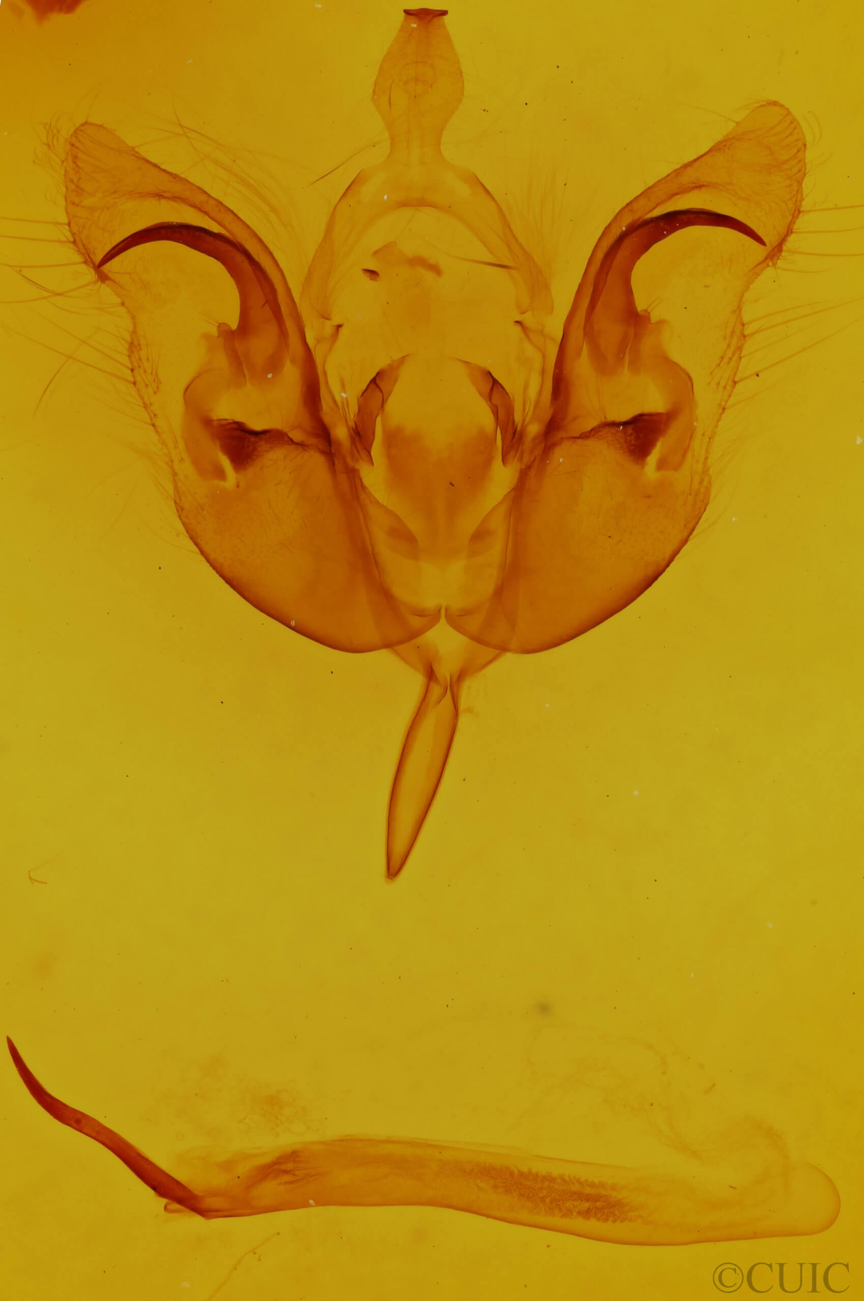 genitalia view of adult Orthosia  alurina