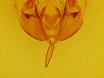 genitalia view of adult Orthosia alurina