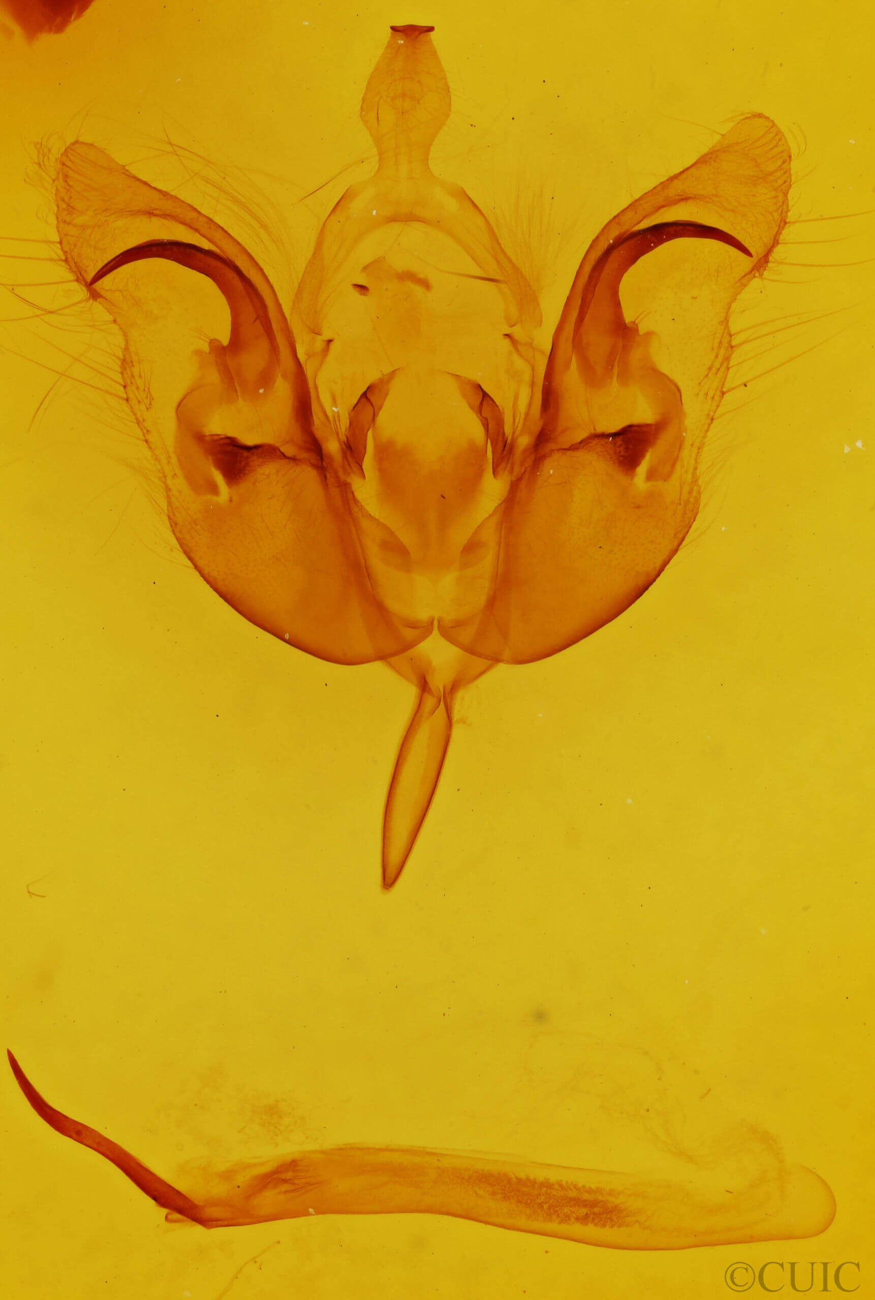 genitalia view of adult Orthosia alurina