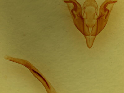 genitalia view of adult Orthosia garmani