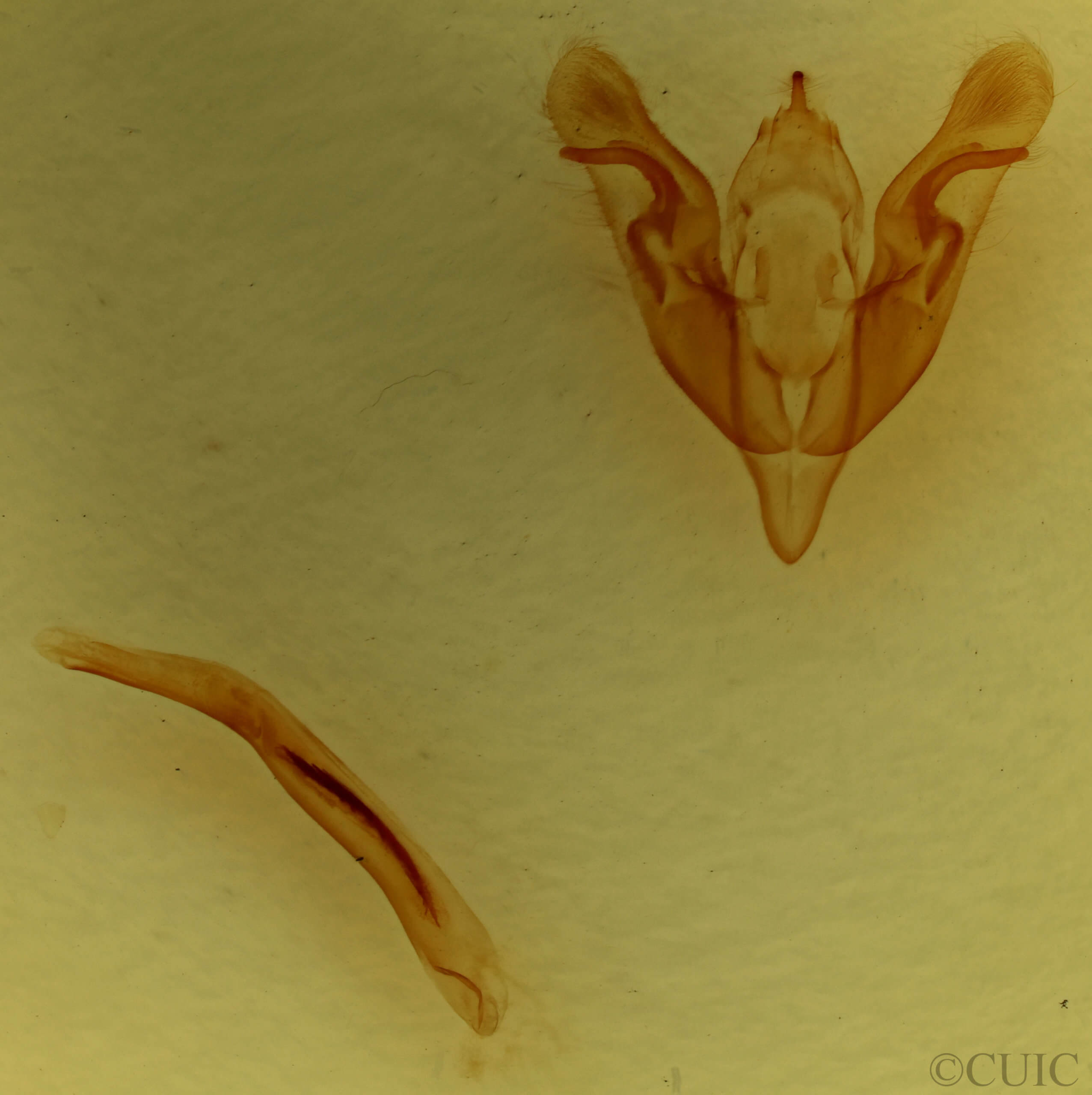 genitalia view of adult Orthosia garmani