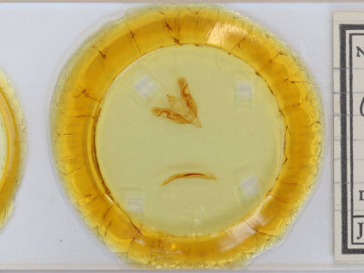 slide view of adult Orthosia garmani