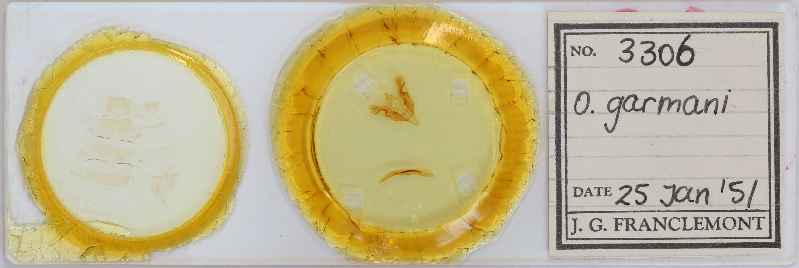 slide view of adult Orthosia garmani