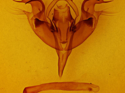 genitalia view of adult Orthosia hibisci