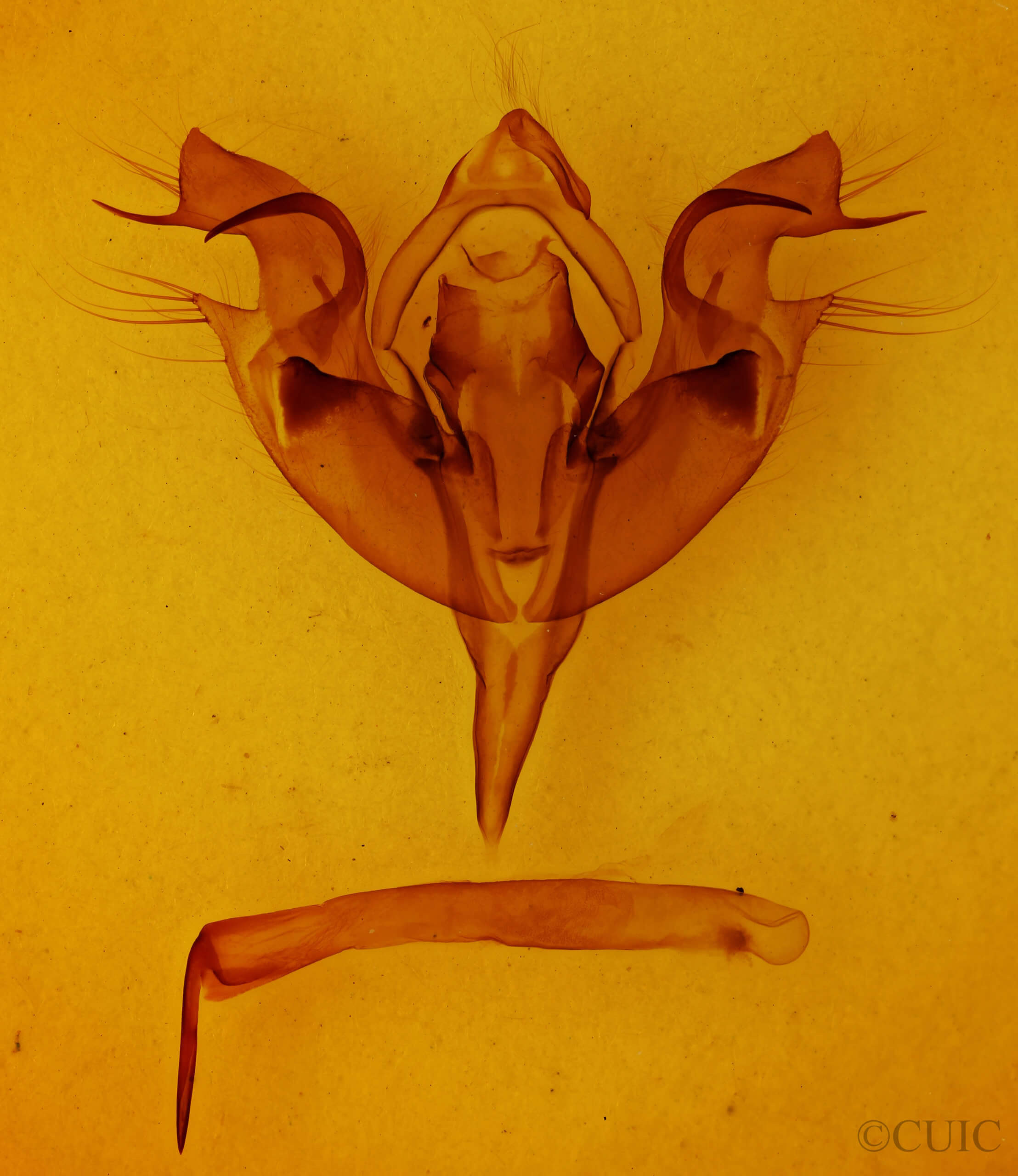 genitalia view of adult Orthosia hibisci