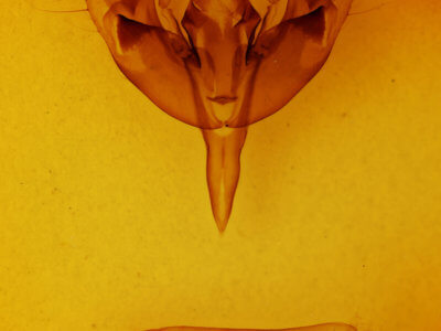 genitalia view of adult Orthosia hibisci