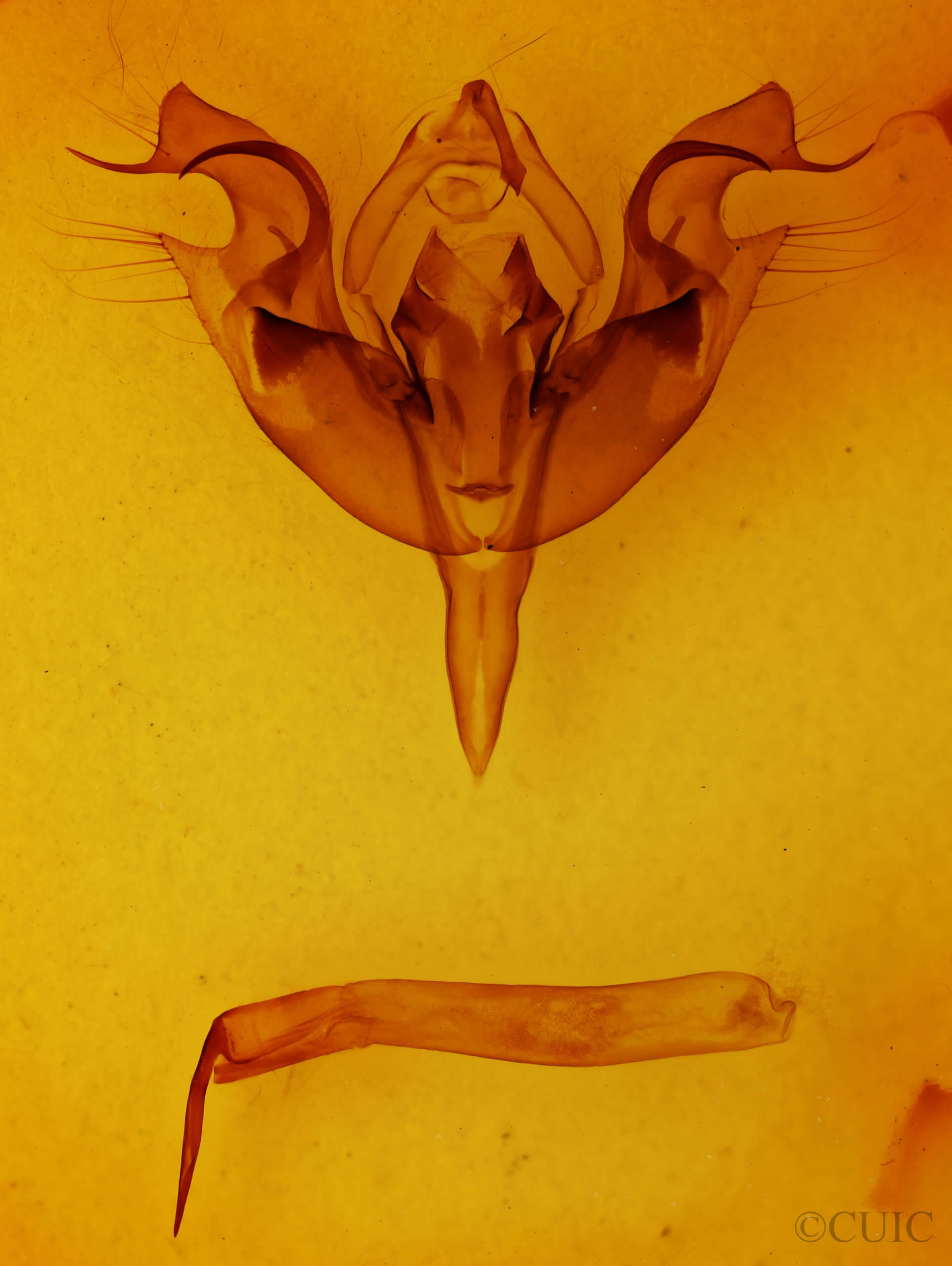 genitalia view of adult Orthosia hibisci