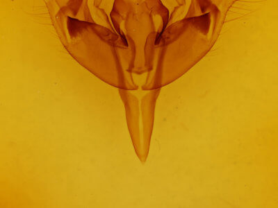 genitalia view of adult Orthosia hibisci