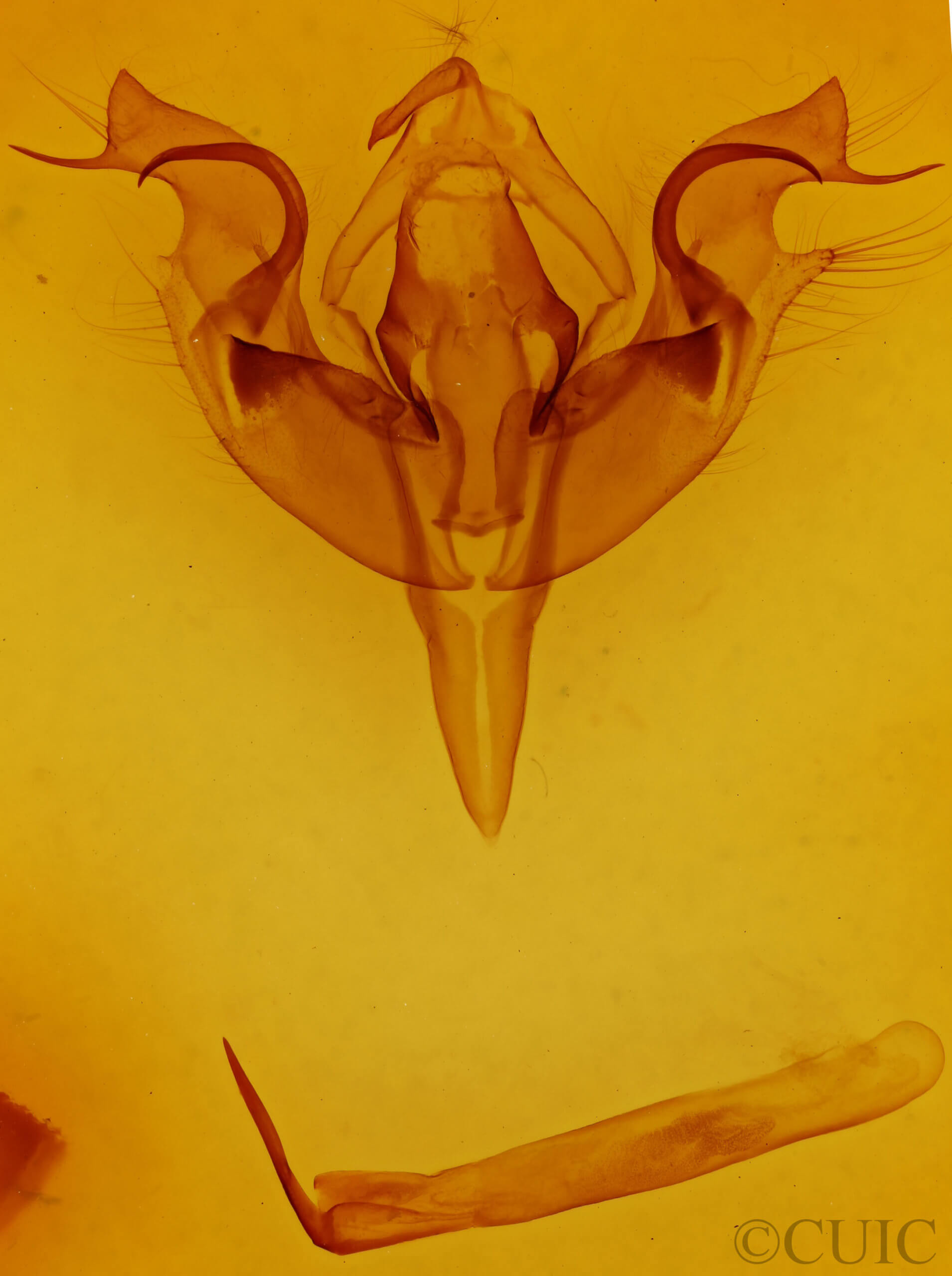 genitalia view of adult Orthosia hibisci