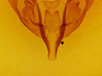 genitalia view of adult Orthosia rubescens