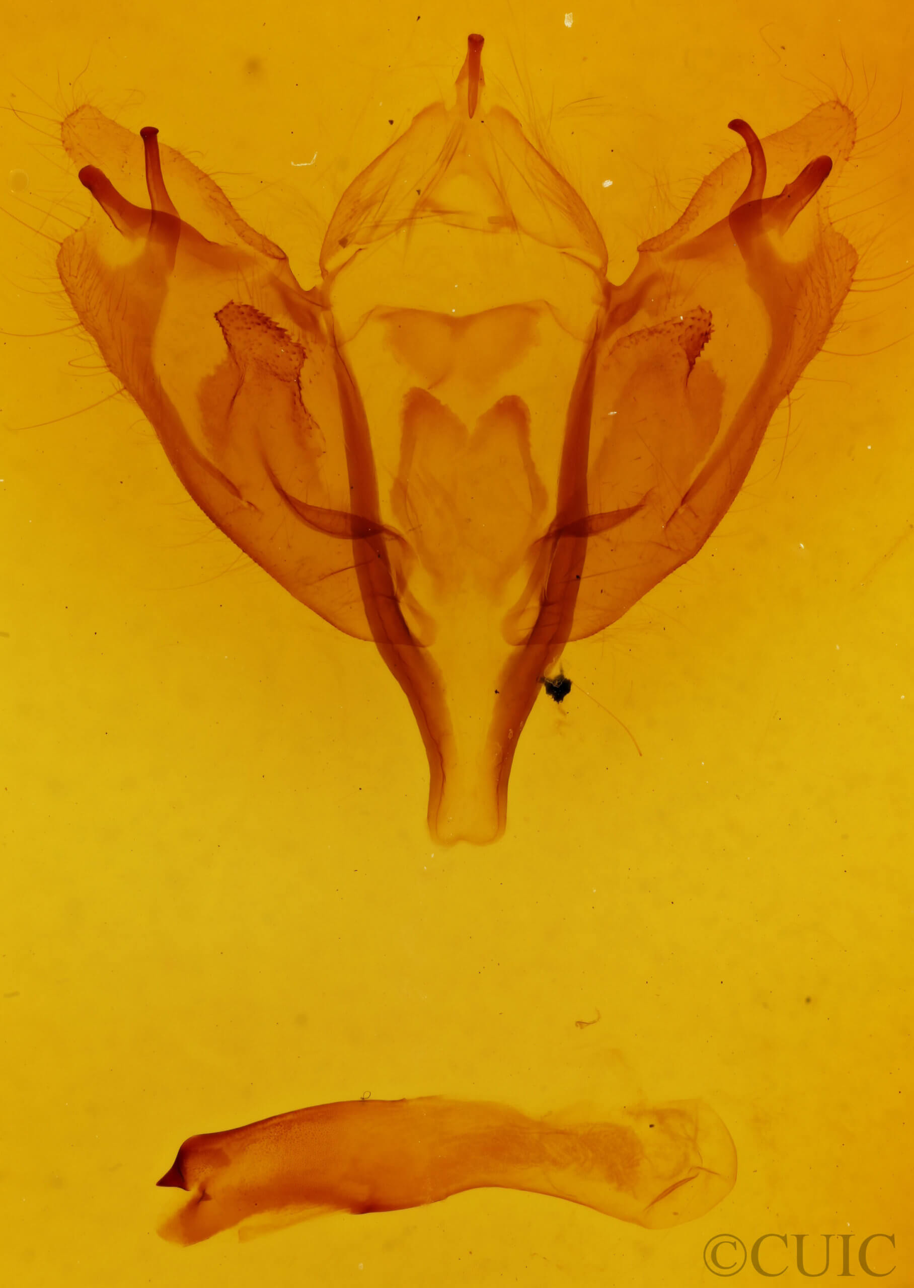 genitalia view of adult Orthosia rubescens