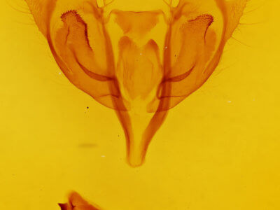 genitalia view of adult Orthosia rubescens