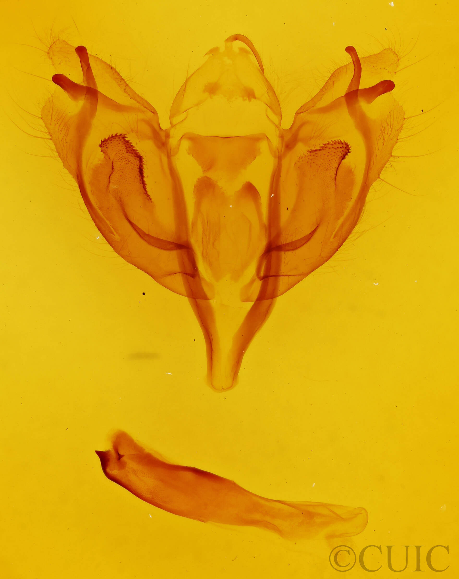 genitalia view of adult Orthosia rubescens