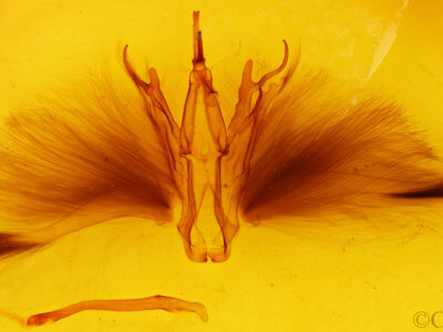 genitalia view of adult Oxyodes scrobiculata