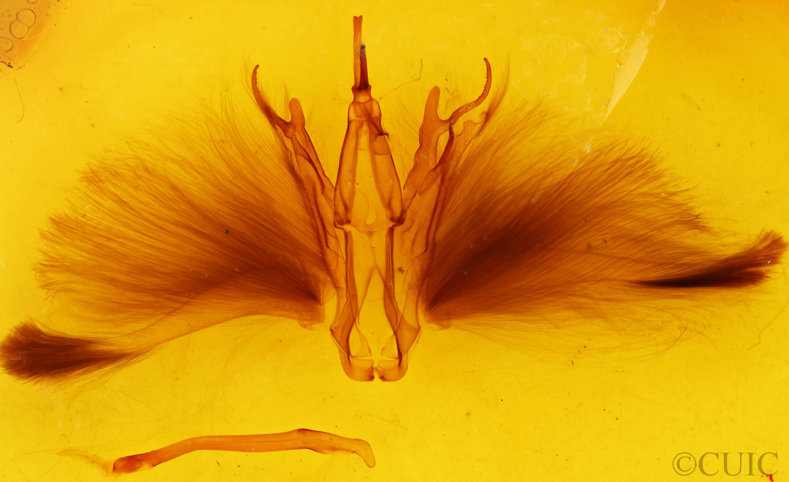 genitalia view of adult Oxyodes scrobiculata
