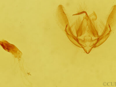 genitalia view of adult Yepcalphis dilectissima