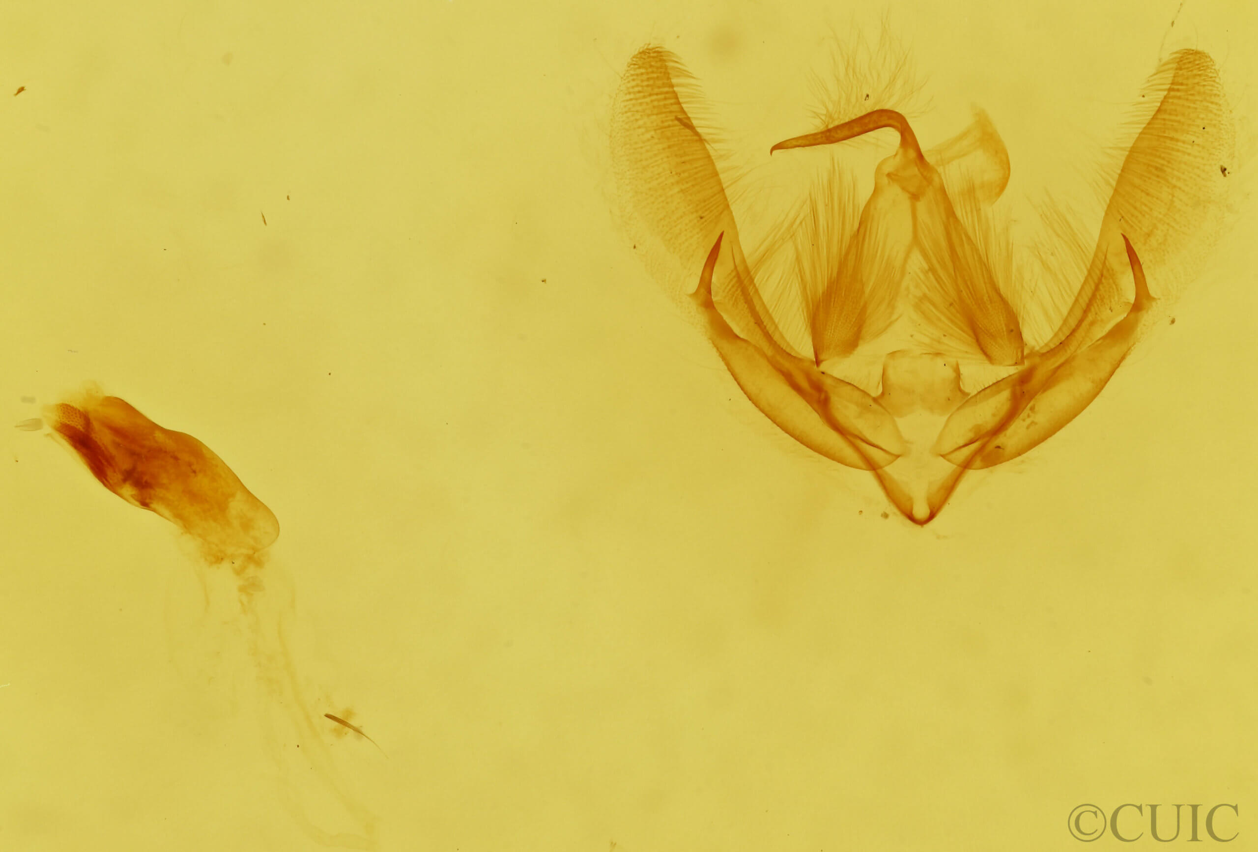 genitalia view of adult Yepcalphis dilectissima