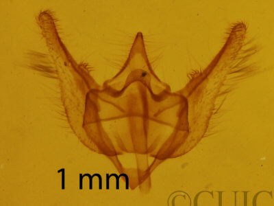genitalia view of adult Paleacrita longiciliata
